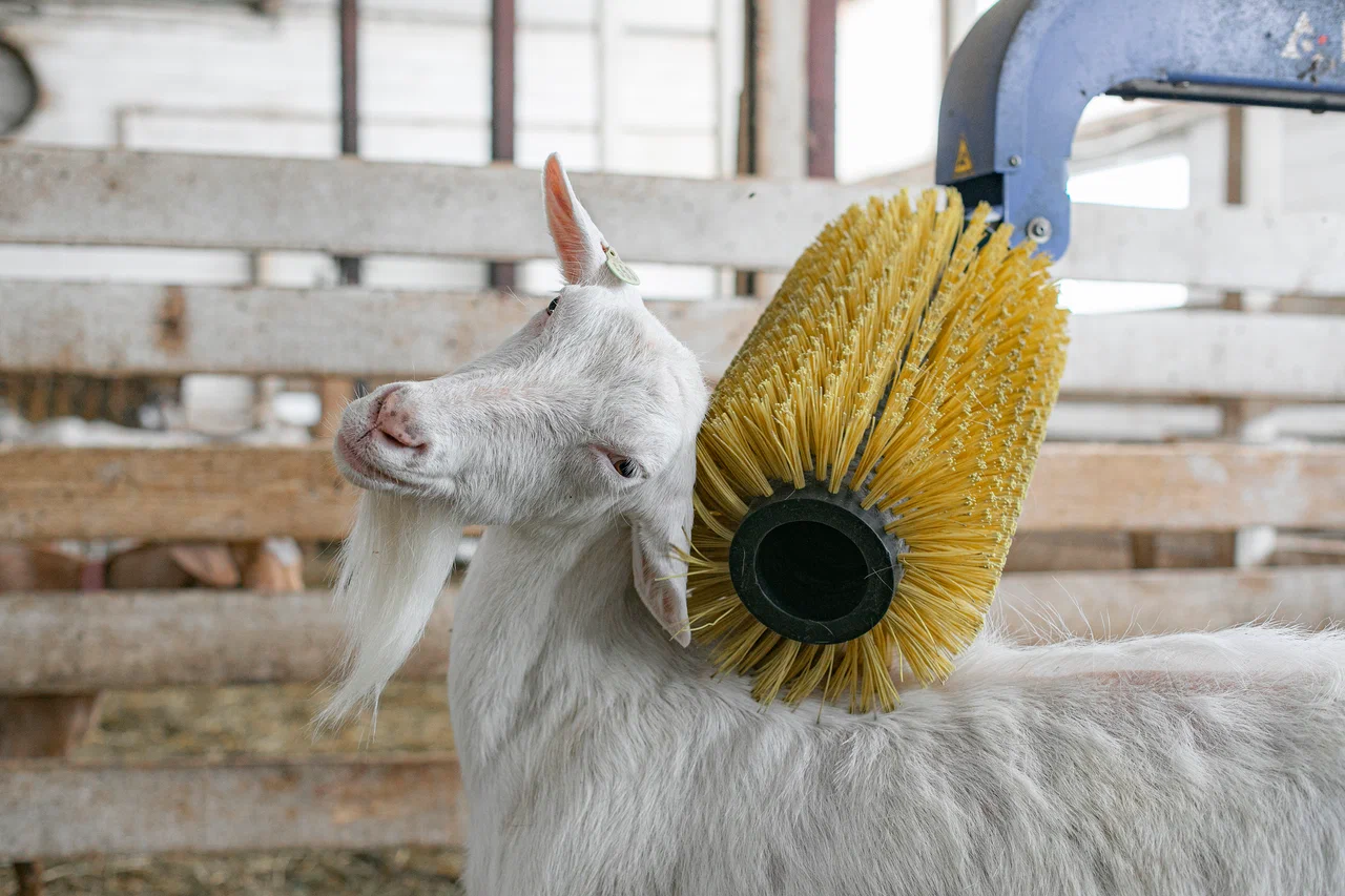 Подборка самых интересных эко-ферм Москвы и Подмосковья